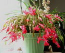 Zygocactus truncatus,Thanksgiving Cactus, Christmas Cactus, Easter Cactus,زیگو کاکتوس

